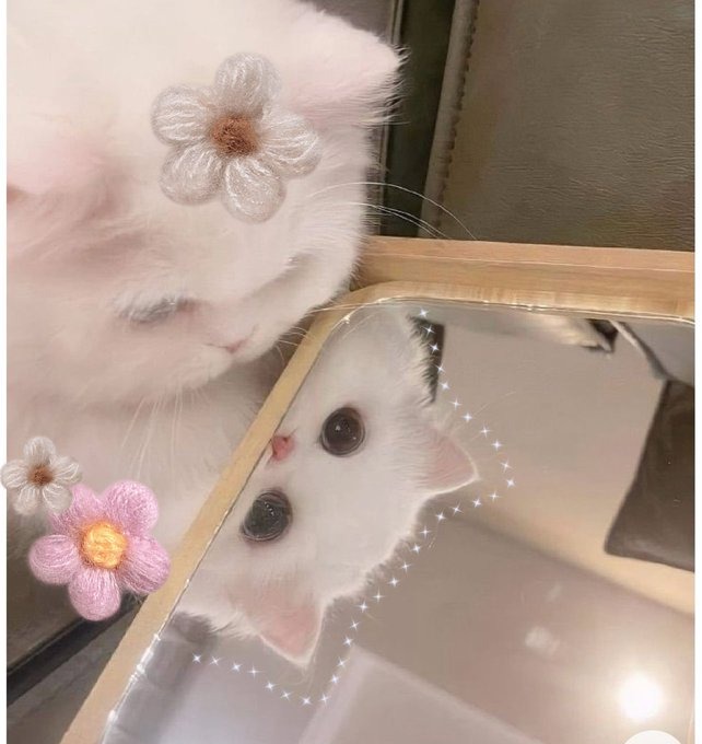 皆乃です&#x1F430;&#xの画像