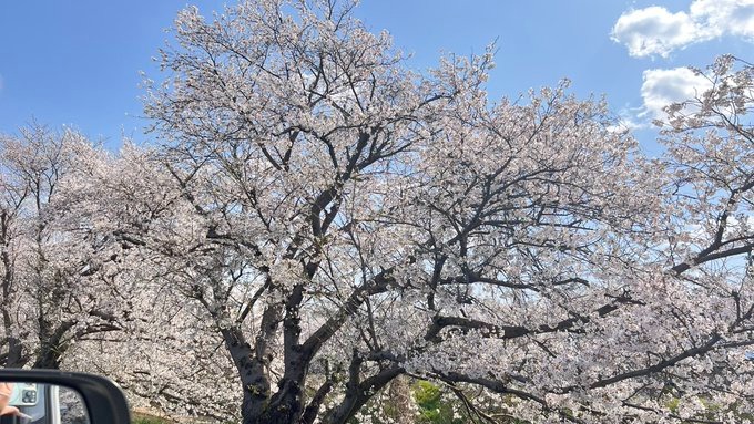 桜が満開&#x1F338;昨の画像