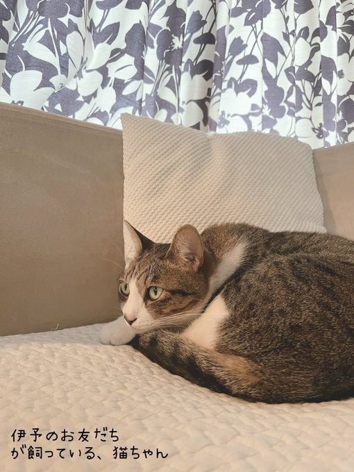 サロンには猫ちゃんがの画像
