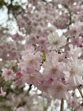 幸せな桜シャワー&#x1の画像