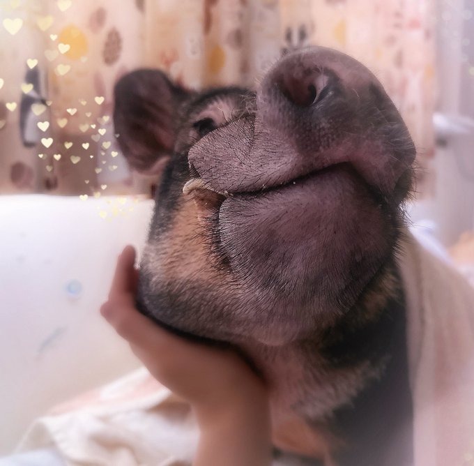 星川　ゆきの日記