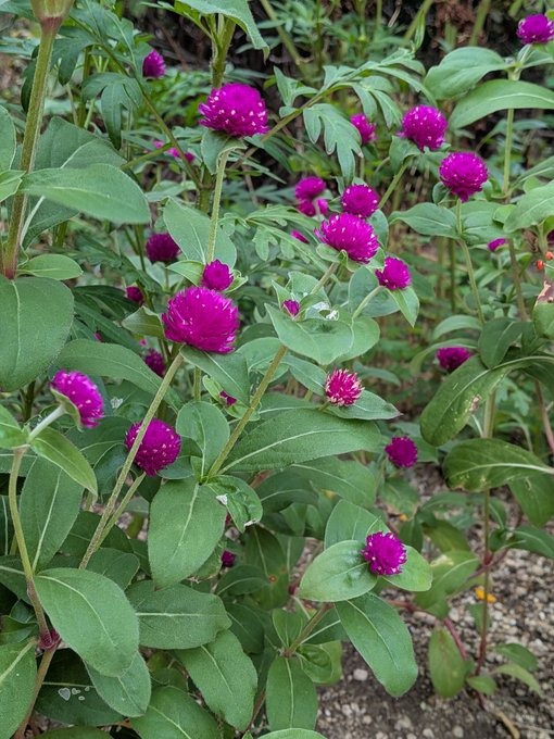 今日もありがとうござの画像