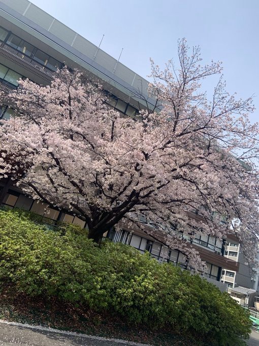 綺麗だったからパシャの画像