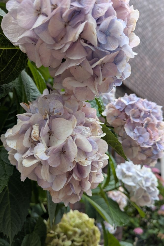 舞花-まいか-の日記