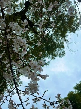 春でも曇り&#x1F60A;&の画像