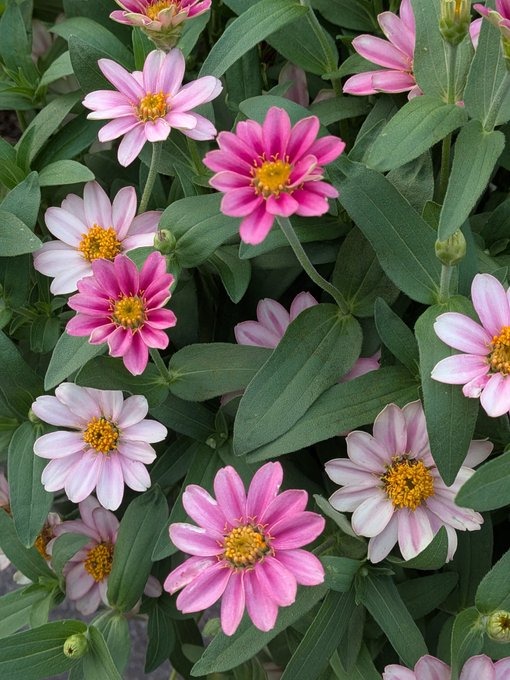 舞花-まいか-の日記