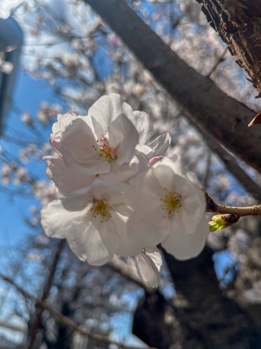 ブレブレの桜をどうぞの画像