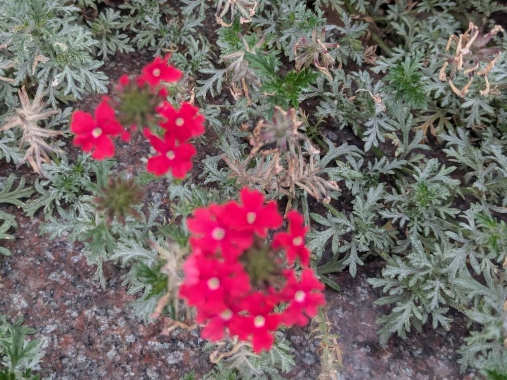 舞花-まいか-の日記