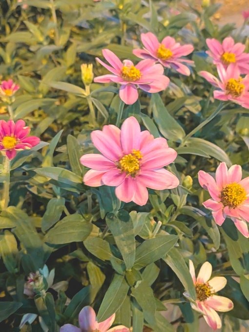 昨夜もご指名くださっの画像